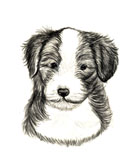 Bearded Collie